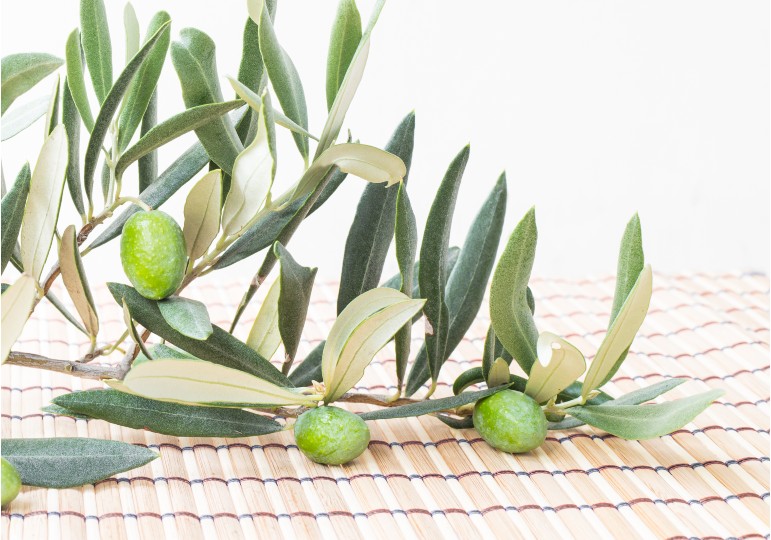 Benefits of olive leaves tea