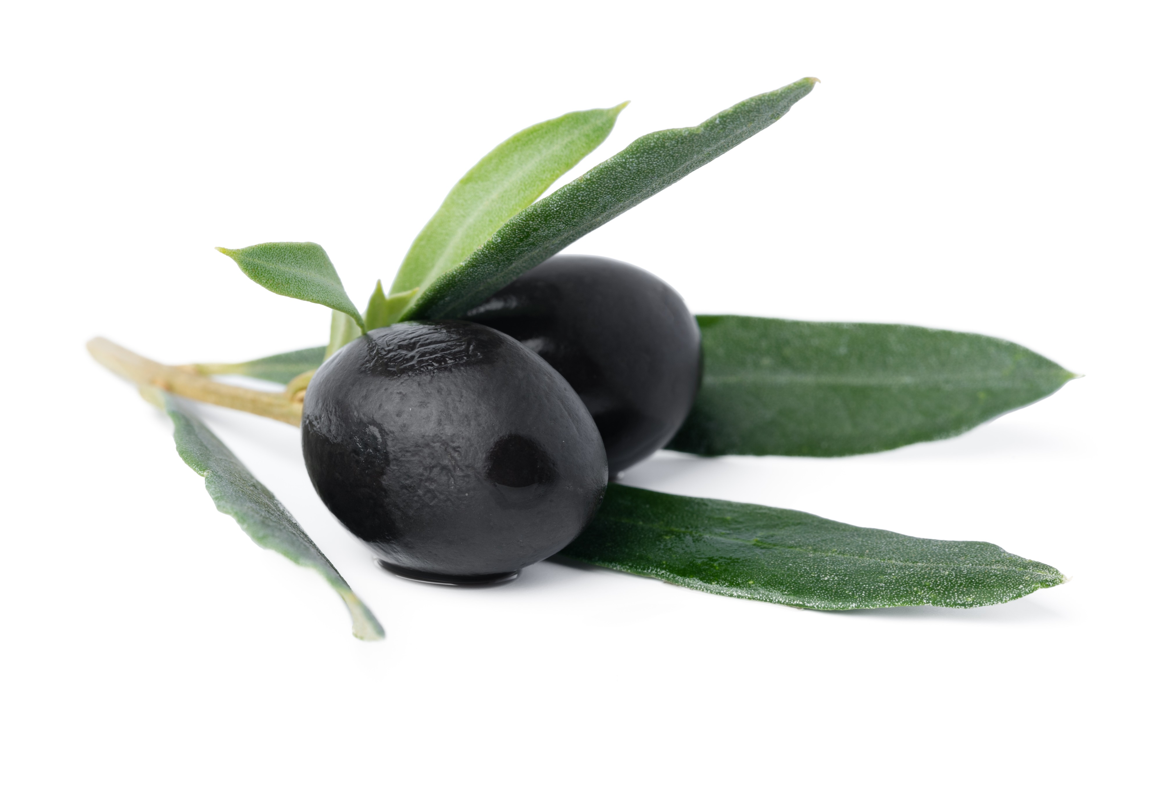زيتون أسود